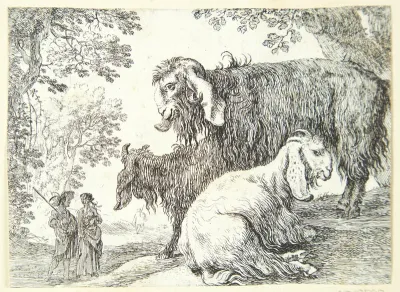 Angorafår