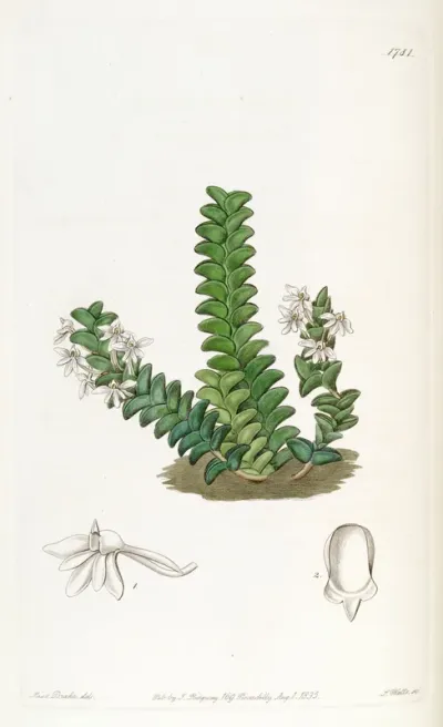 Angraecum distichum
