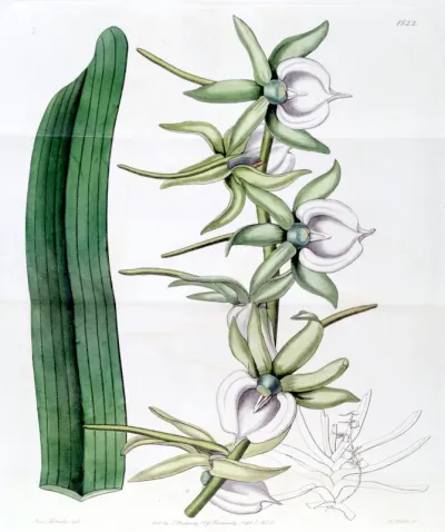 Angraecum eburneum