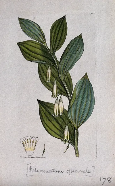 Angular Solomon's-seal (Polygonatum odoratum): flowering stem and floral segments