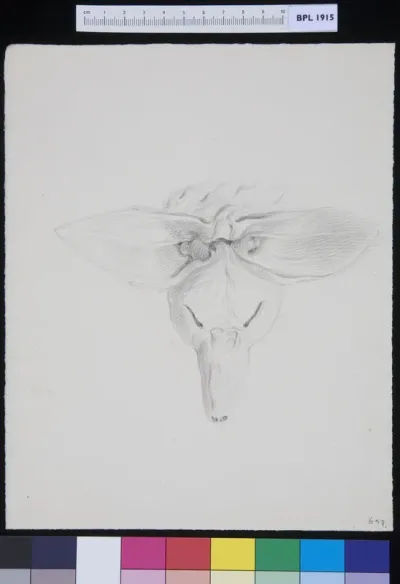 Animal's head with deformations