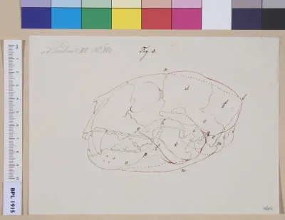Animal's skull (tiger?), lateral view (design for a publication)