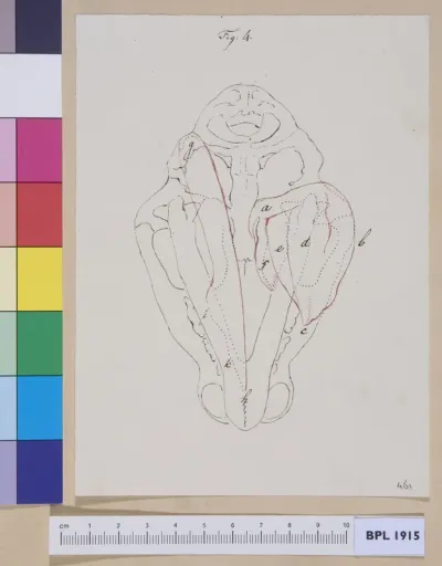 Animal's skull (tiger?) seen from below (design for a publication)