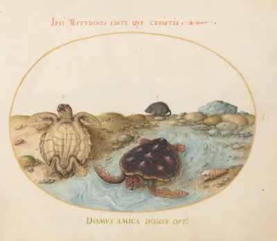 Animalia Aqvatilia et Cochiliata (Aqva): Plate I