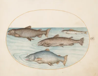 Animalia Aqvatilia et Cochiliata (Aqva): Plate IV