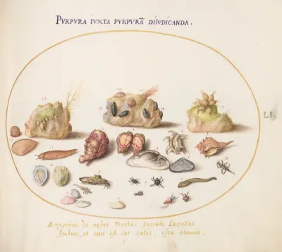 Animalia Aqvatilia et Cochiliata (Aqva): Plate LI