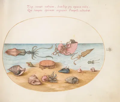 Animalia Aqvatilia et Cochiliata (Aqva): Plate LII