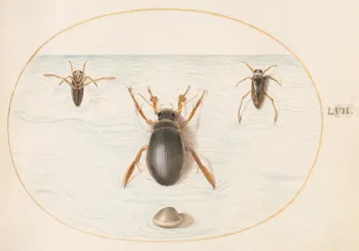 Animalia Aqvatilia et Cochiliata (Aqva): Plate LVII