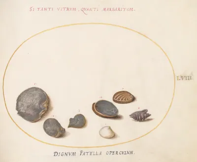 Animalia Aqvatilia et Cochiliata (Aqva): Plate LVIII