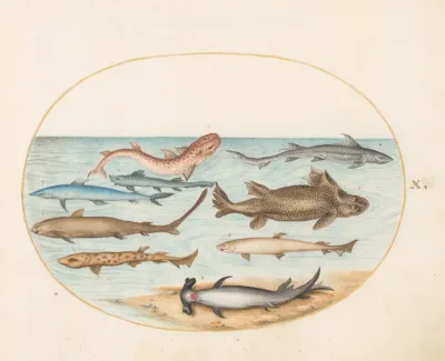 Animalia Aqvatilia et Cochiliata (Aqva): Plate X