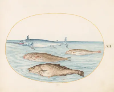 Animalia Aqvatilia et Cochiliata (Aqva): Plate XII