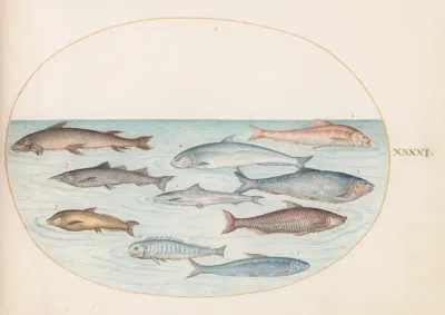 Animalia Aqvatilia et Cochiliata (Aqva): Plate XLI
