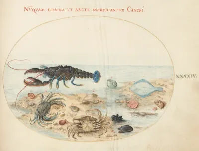 Animalia Aqvatilia et Cochiliata (Aqva): Plate XLIV