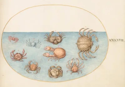 Animalia Aqvatilia et Cochiliata (Aqva): Plate XLVII
