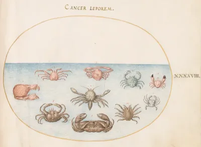 Animalia Aqvatilia et Cochiliata (Aqva): Plate XLVIII