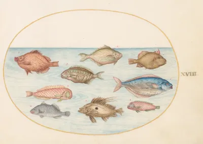 Animalia Aqvatilia et Cochiliata (Aqva): Plate XVIII