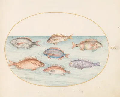 Animalia Aqvatilia et Cochiliata (Aqva): Plate XX