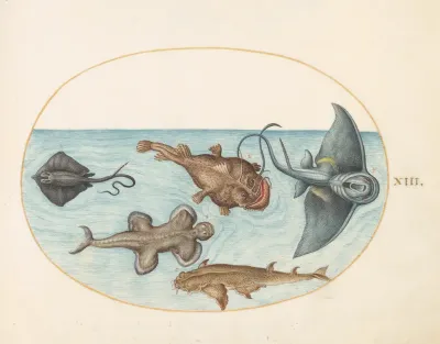 Animalia Aqvatilia et Cochiliata (Aqva): Plate XXIV