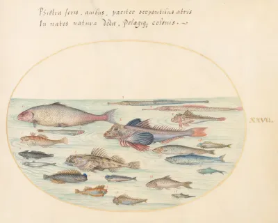 Animalia Aqvatilia et Cochiliata (Aqva): Plate XXVII