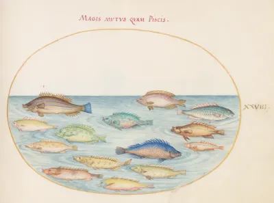 Animalia Aqvatilia et Cochiliata (Aqva): Plate XXVIII