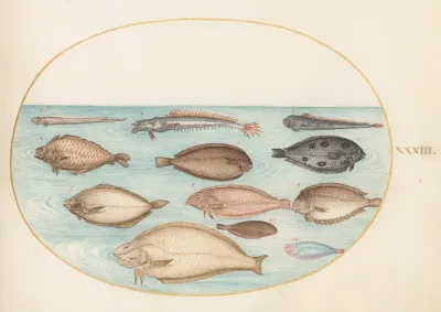 Animalia Aqvatilia et Cochiliata (Aqva): Plate XXXIII