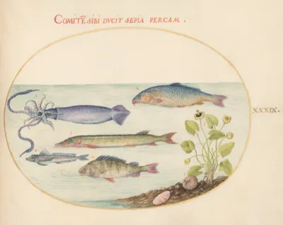 Animalia Aqvatilia et Cochiliata (Aqva): Plate XXXIX