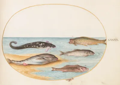 Animalia Aqvatilia et Cochiliata (Aqva): Plate XXXVI