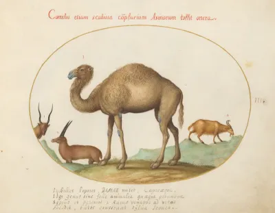 Animalia Qvadrvpedia et Reptilia (Terra): Plate III