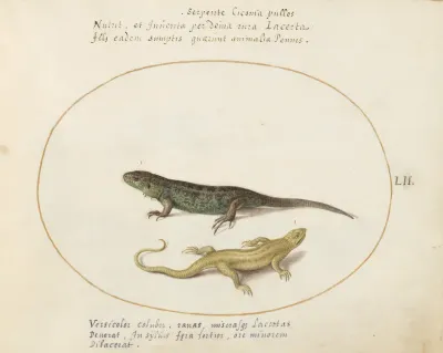 Animalia Qvadrvpedia et Reptilia (Terra): Plate LII