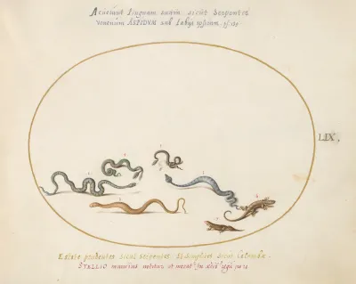 Animalia Qvadrvpedia et Reptilia (Terra): Plate LIX