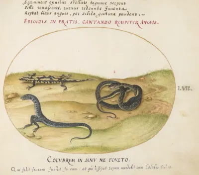 Animalia Qvadrvpedia et Reptilia (Terra): Plate LVII