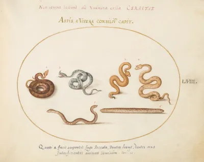 Animalia Qvadrvpedia et Reptilia (Terra): Plate LVIII