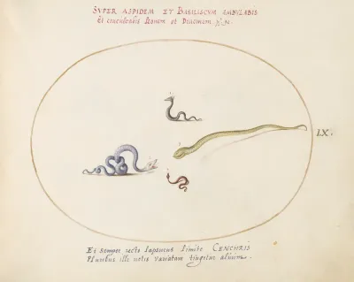 Animalia Qvadrvpedia et Reptilia (Terra): Plate LX
