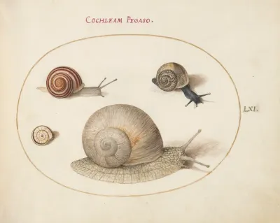 Animalia Qvadrvpedia et Reptilia (Terra): Plate LXI