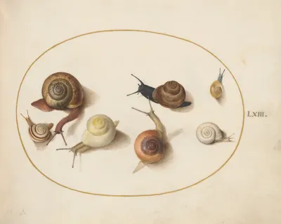 Animalia Qvadrvpedia et Reptilia (Terra): Plate LXIV