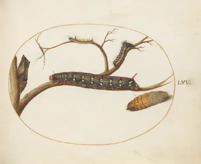 Animalia Qvadrvpedia et Reptilia (Terra): Plate LXV