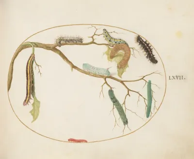 Animalia Qvadrvpedia et Reptilia (Terra): Plate LXVII