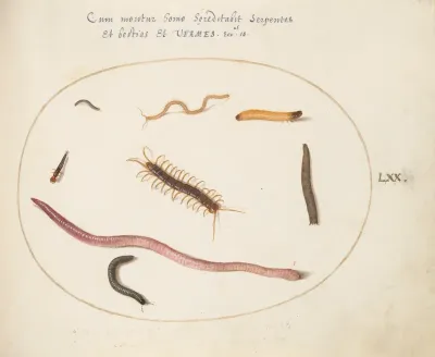 Animalia Qvadrvpedia et Reptilia (Terra): Plate LXX