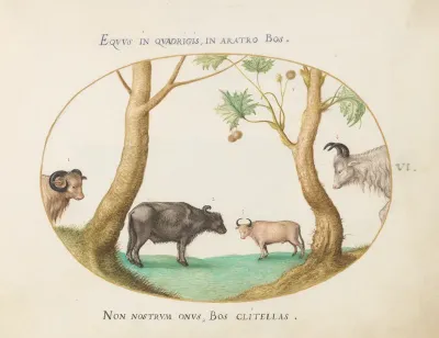 Animalia Qvadrvpedia et Reptilia (Terra): Plate VI