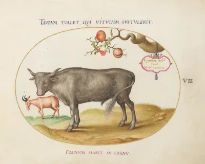 Animalia Qvadrvpedia et Reptilia (Terra): Plate VII