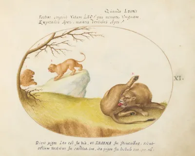Animalia Qvadrvpedia et Reptilia (Terra): Plate XI