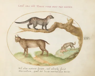 Animalia Qvadrvpedia et Reptilia (Terra): Plate XIV