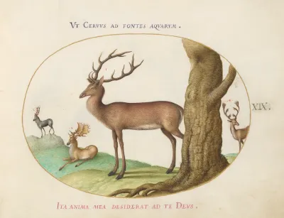Animalia Qvadrvpedia et Reptilia (Terra): Plate XIX