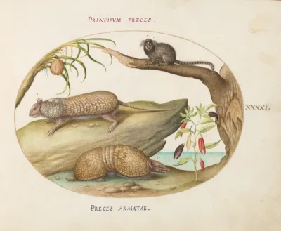 Animalia Qvadrvpedia et Reptilia (Terra): Plate XLI