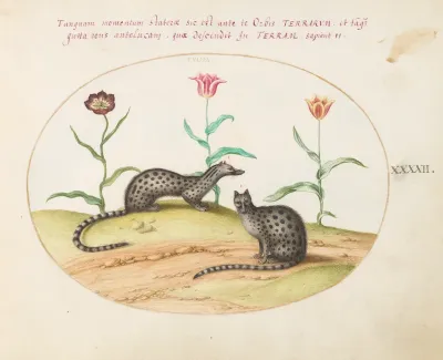 Animalia Qvadrvpedia et Reptilia (Terra): Plate XLII