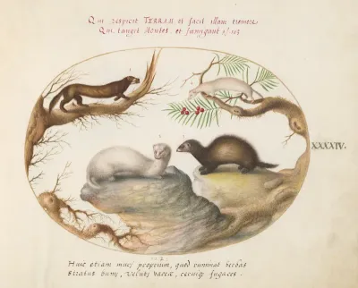 Animalia Qvadrvpedia et Reptilia (Terra): Plate XLIV