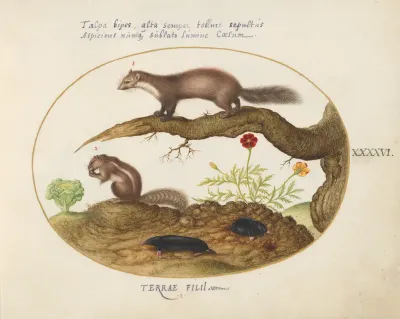 Animalia Qvadrvpedia et Reptilia (Terra): Plate XLVI