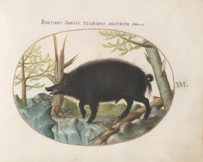 Animalia Qvadrvpedia et Reptilia (Terra): Plate XVI