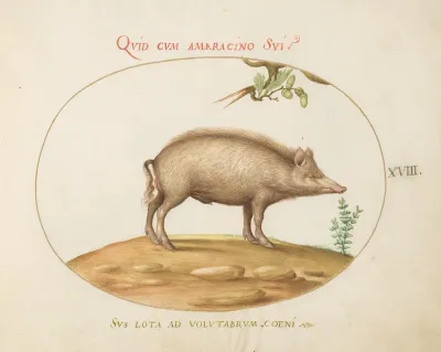 Animalia Qvadrvpedia et Reptilia (Terra): Plate XVIII