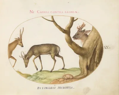 Animalia Qvadrvpedia et Reptilia (Terra): Plate XX